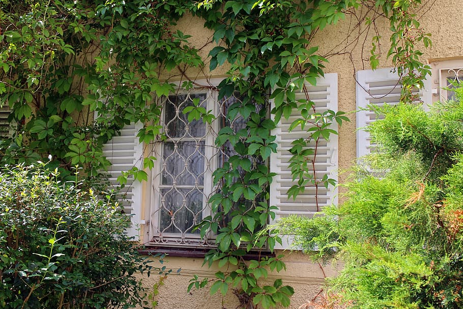 window, ivy, wine partner, wall, facade, climber, ingrowing HD wallpaper
