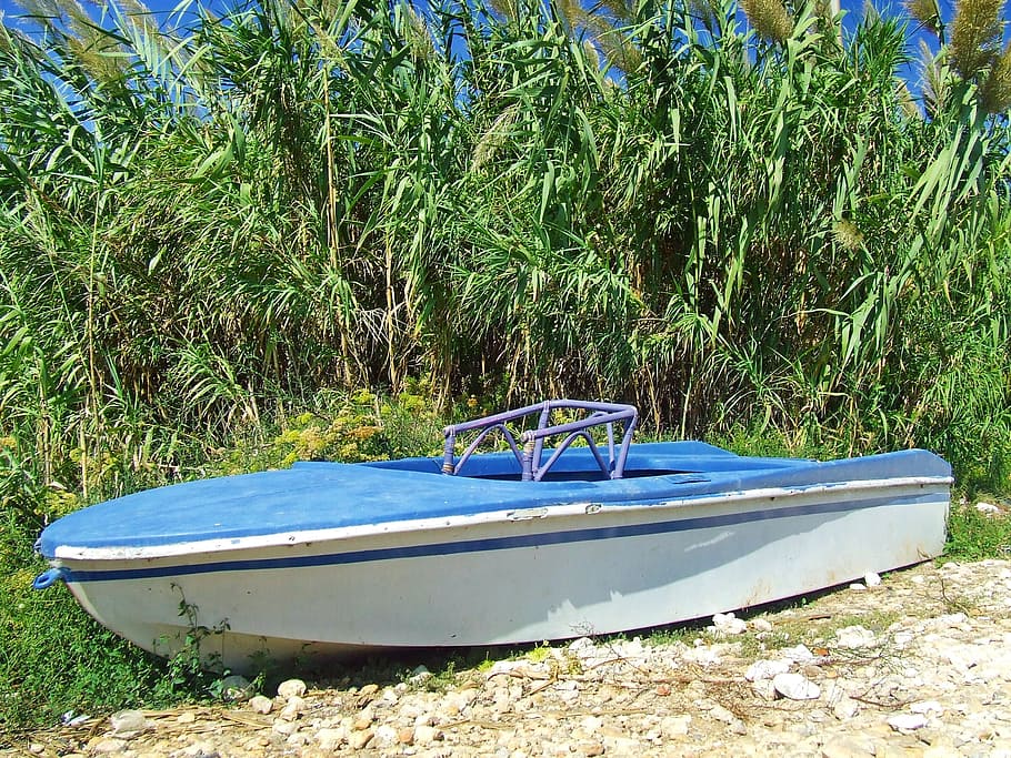 blue and white wooden boat beside green plants, rowing, water HD wallpaper