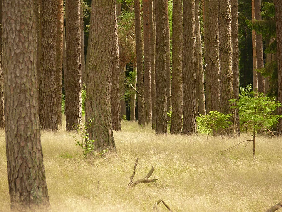 forest, trees, nature, natural, landscape, fir, light, mecklenburg HD wallpaper