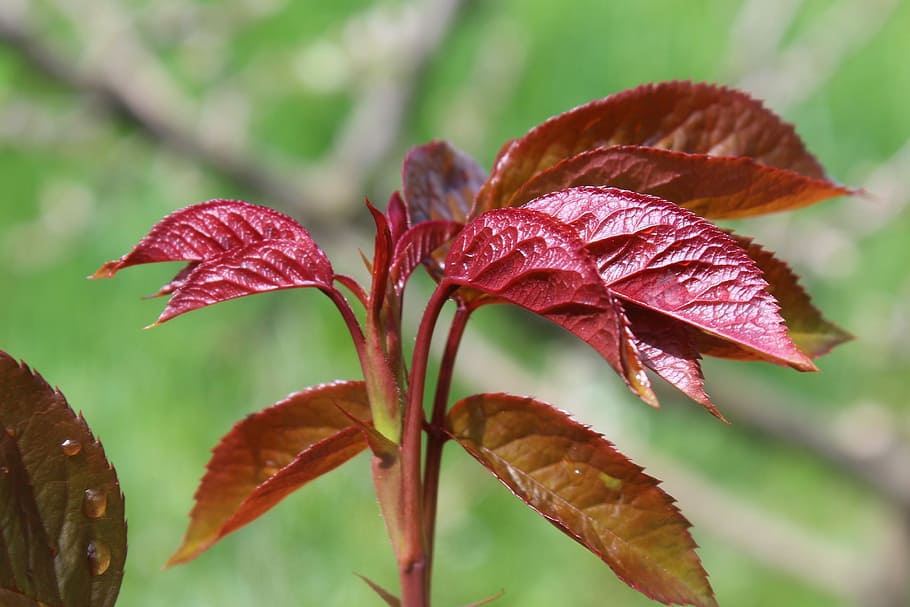 leaf, nature, plant, red, rosebush, beauty in nature, close-up HD wallpaper