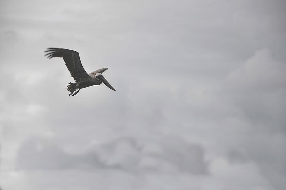 pelican flying under white cloudy sky, low angle photo of brown and black pelican flying under white clouds, HD wallpaper
