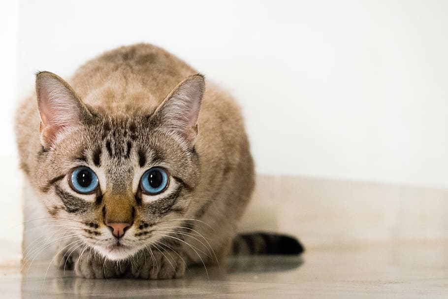 macro shot photography of brown cat, animal, kitten, cute, floor, HD wallpaper