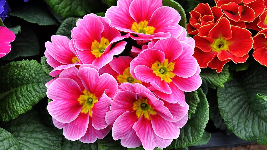 photography of pink flowers at daytime, primrose, spring flowers