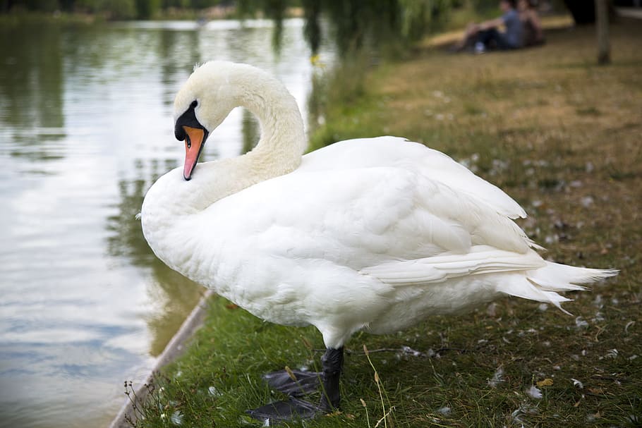 swan, rest, riverside, bird, animals in the wild, animal themes HD wallpaper