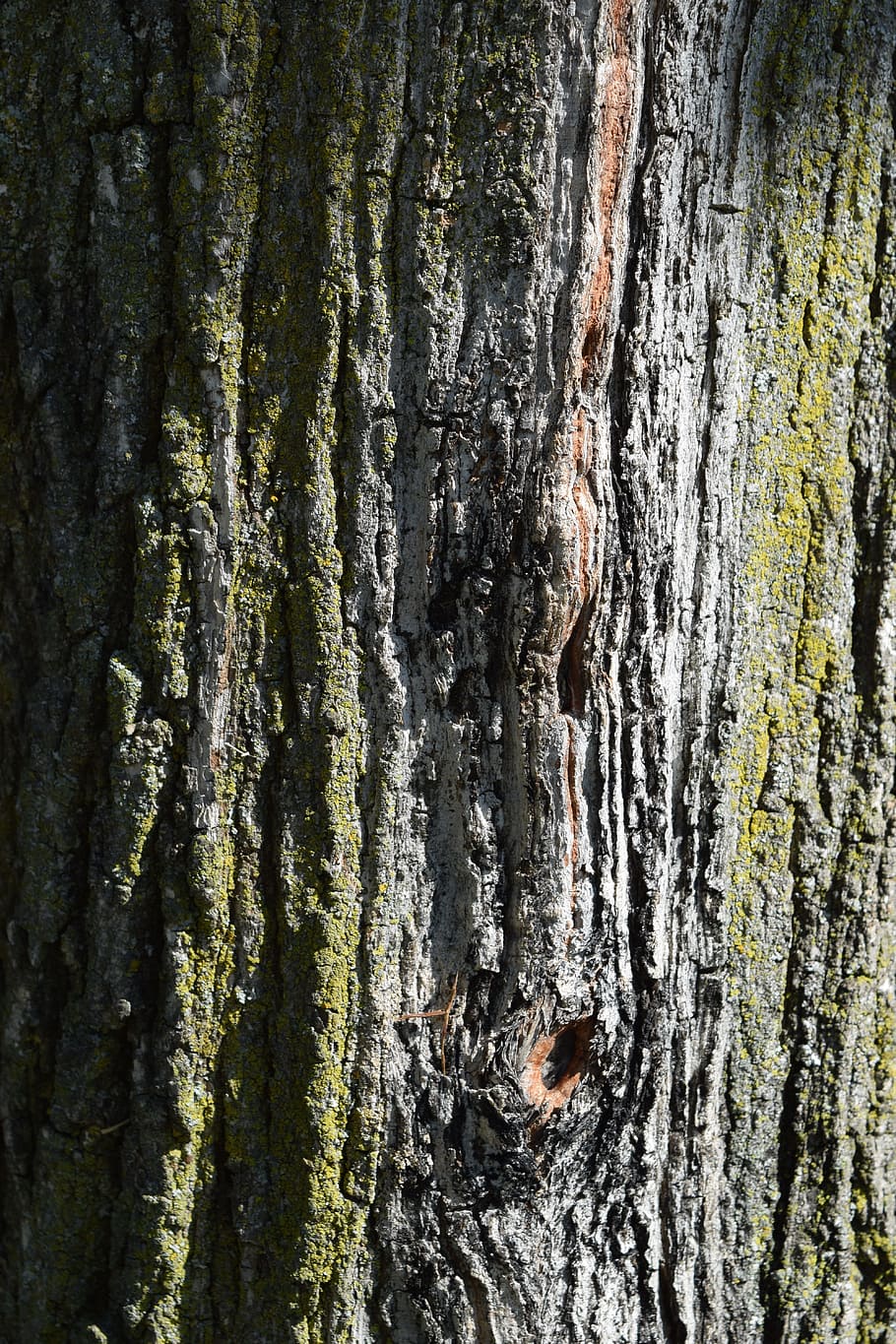 Bark, Tree, Nature, Texture, Wood, pattern, rough, old, trunk HD wallpaper