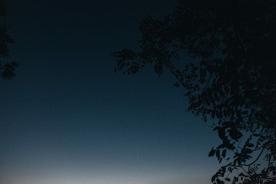 silhouette photography of tree during daytime, black, blue, branches HD wallpaper