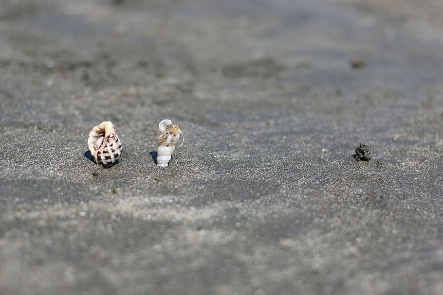 beach, shell, sand, hermit crab, summer, sunny days, animal HD wallpaper