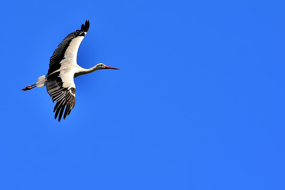 white and black crane in mid-flight, stork, fly, wing, birds HD wallpaper