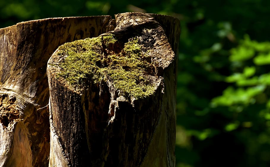 log, forest, moss, nature, wood, tree trunks, nature recording HD wallpaper