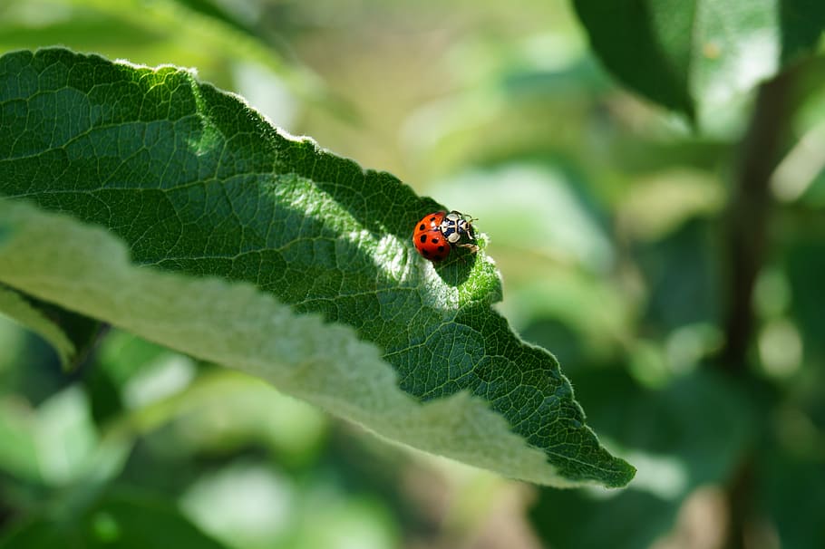 Ladybug on top of green leaf plant, macro photography of ladybug on leaf HD wallpaper