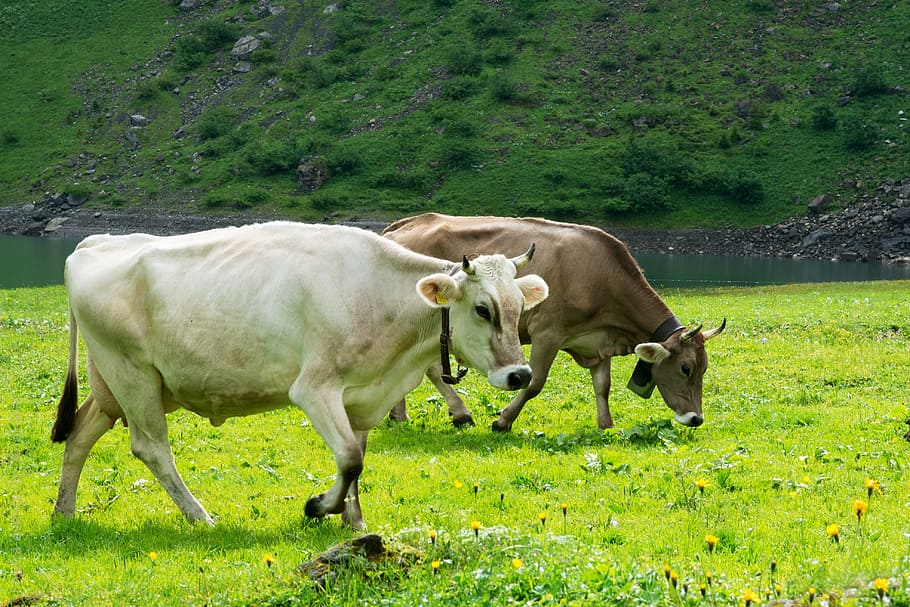 cows, pasture, brown, white, alpine pasture, switzerland, canton of glarus HD wallpaper