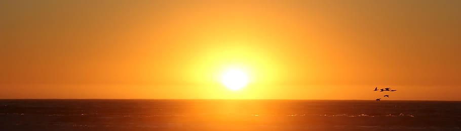 sunset, dawn, evening, dusk, sky, flying, silhouette, beauty in nature HD wallpaper