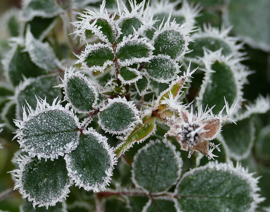 winter, cold, ice, wintry, frost, hoarfrost, frozen, leaf, leaves HD wallpaper