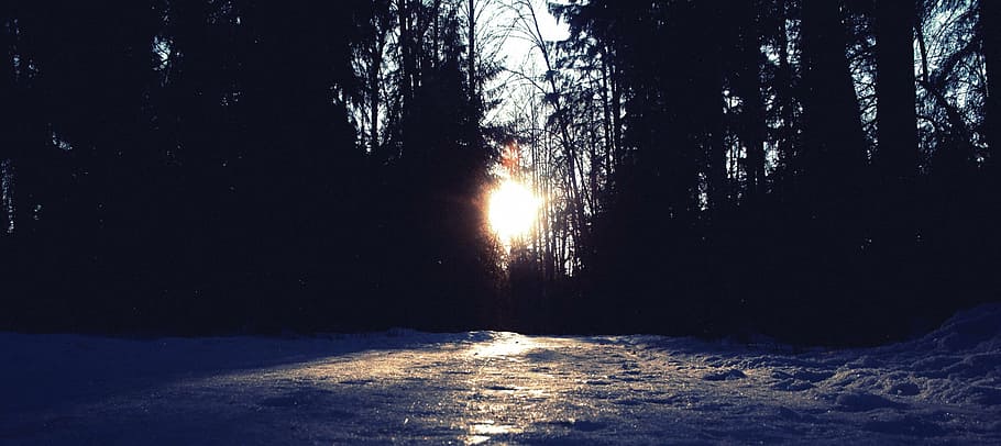 winter, nature, snow, cold, landscape, trees, cold temperature HD wallpaper