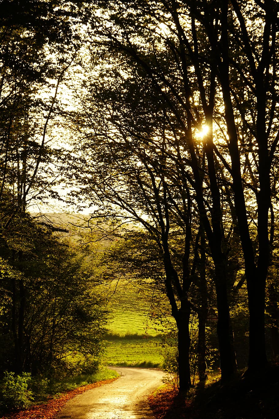 sunset, forest, mood, road, autumn, abendstimmung, twilight HD wallpaper