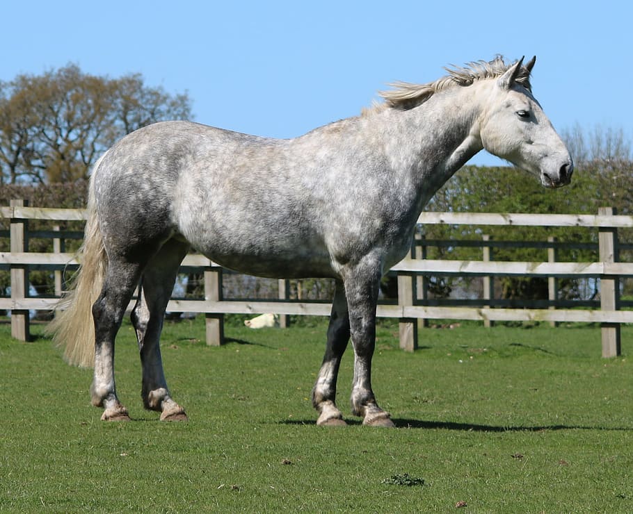 white and gray horse on grass field surrounded with wooden fence HD wallpaper