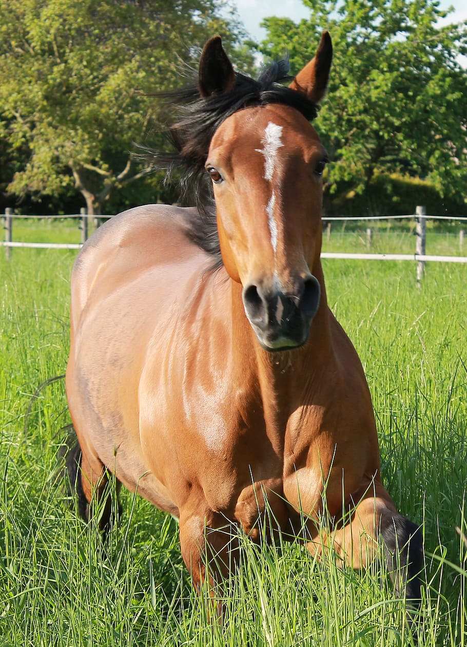 horse, quarter-horse, pferdeportrait, paddock, pasture, friendly