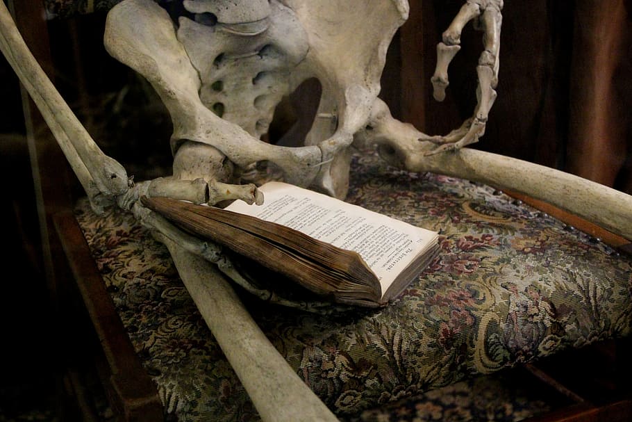 book, reading, skeleton, bones, reading book, study, learn HD wallpaper