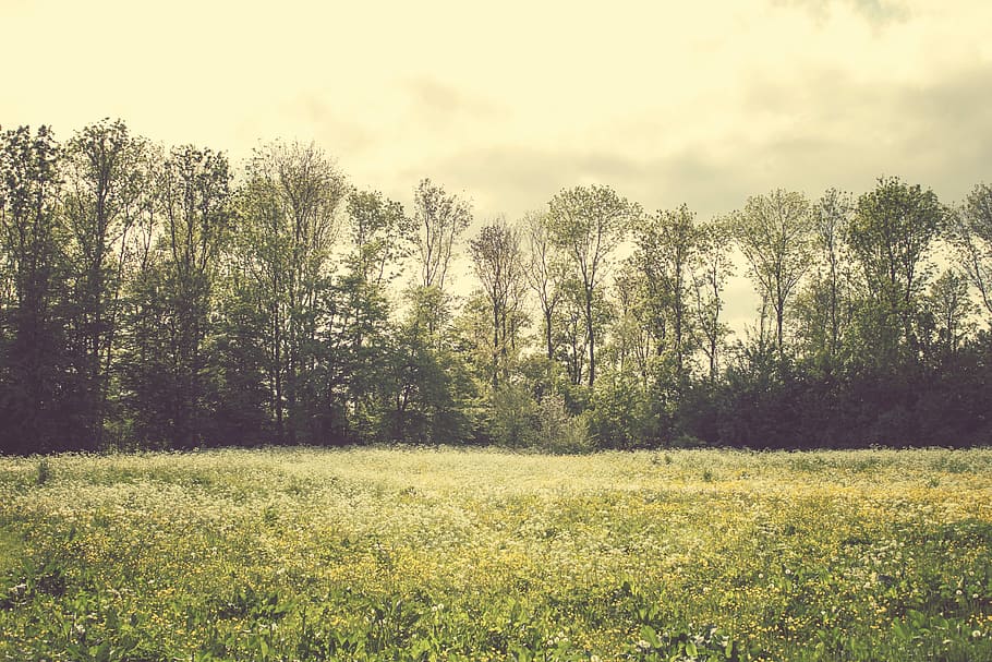photography of green leafy high trees during daytime, landscape HD wallpaper