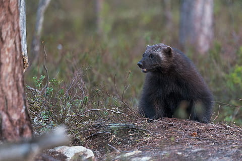 gray animal on focus photo, bear, tree, bark, forest, wild HD wallpaper