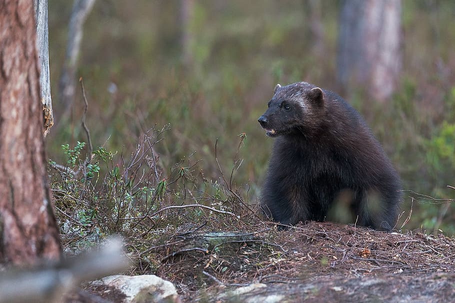 gray animal on focus photo, bear, tree, bark, forest, wild HD wallpaper