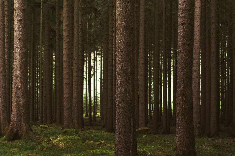 green leafed trees, landscape photography of forest, treetrunk HD wallpaper