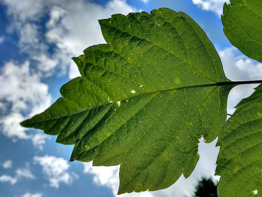 leaf, veins, rip, green, sky, spring, background, plant part HD wallpaper