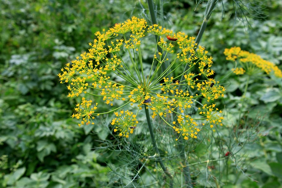 anethum, apiaceae, dill, flowers, graveolens, herbs, spices, HD wallpaper