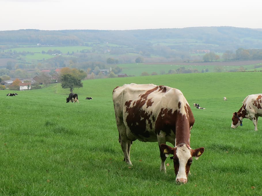 cow, cows, beef, nature, pasture, limburg, domestic, domestic animals HD wallpaper