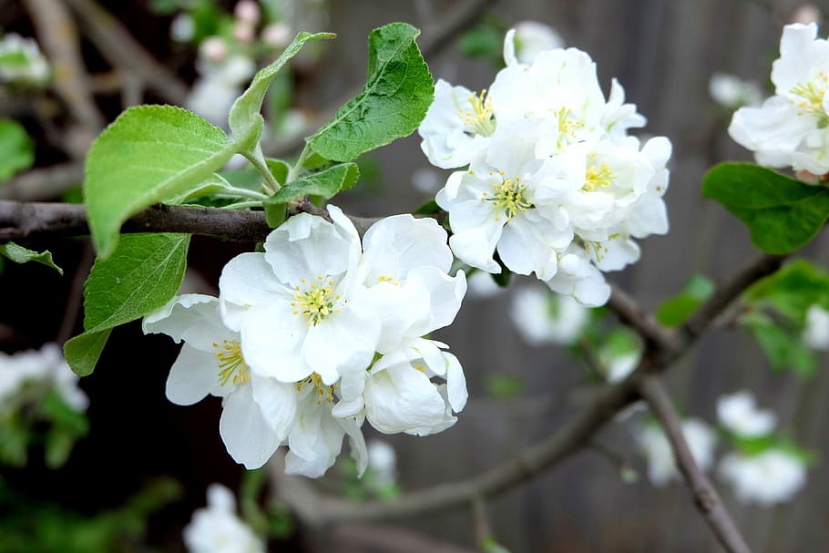 apple tree, flowers, bloom, spring, apple flower, apple blossoms HD wallpaper