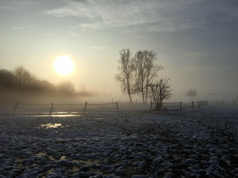 Winter, Snow, Meadow, Ice, Trees, Frozen, frosty, wintry, grass HD wallpaper