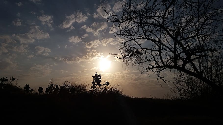tree, sunset, dawn, nature, silhouette, sky, plant, tranquility HD wallpaper