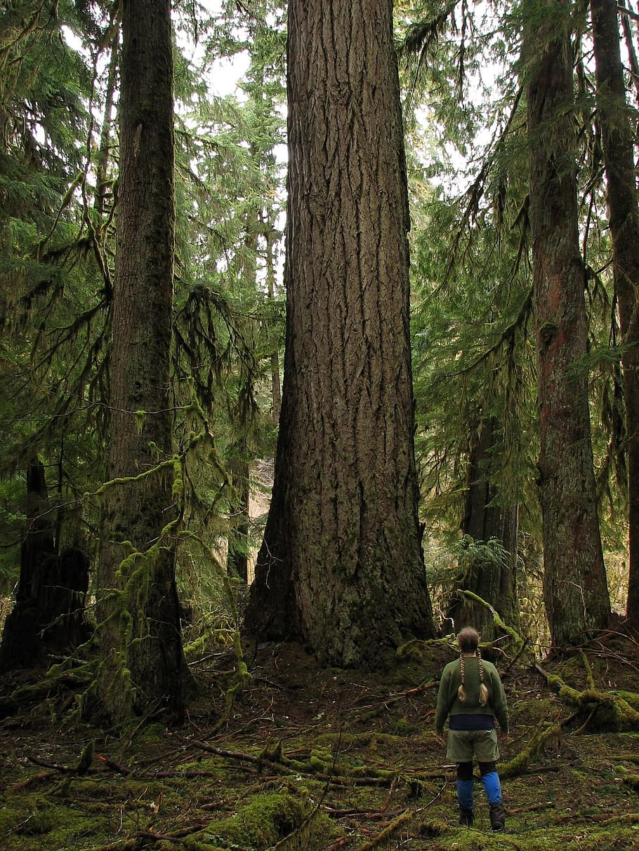 Douglas Fir, Fir, Trees, Woods, giant douglas fir, quinault forest