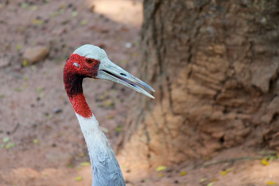 Bird, Fly, Wings, Feather, Wildlife, beak, dom, outdoor, avian HD wallpaper