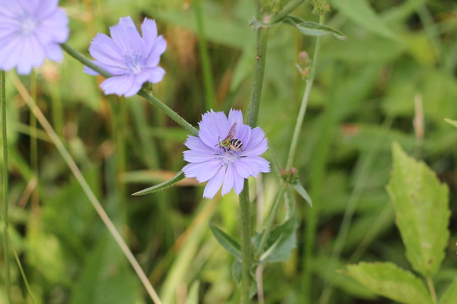 chicory, bee, pollinate, flowering plant, vulnerability, fragility HD wallpaper
