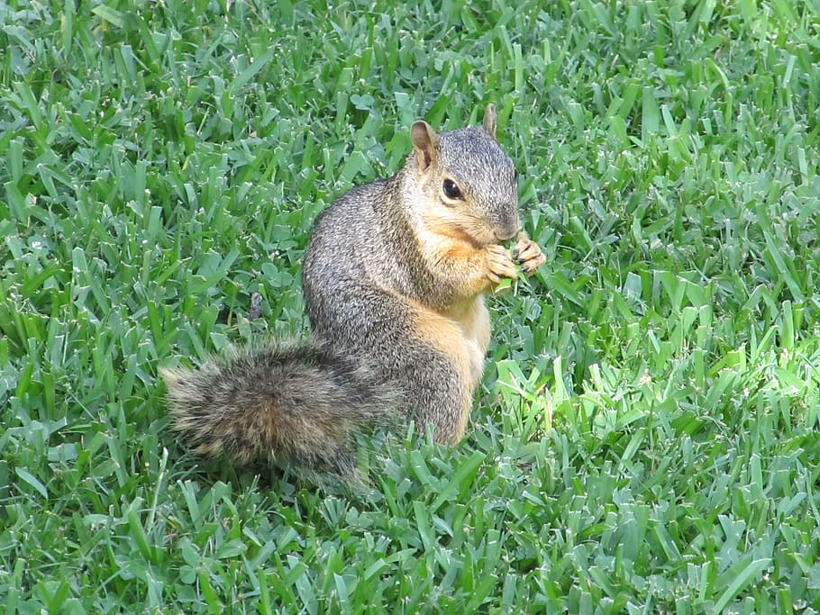 squirrel, common squirrel, eating, turning, grass, ground, furry HD wallpaper