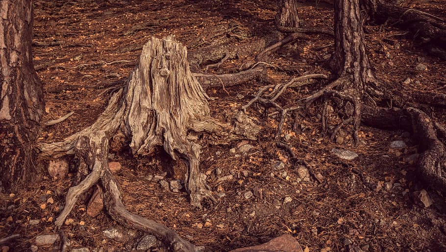 nature, trees, leaves, bark, trunks, branches, twigs, stump HD wallpaper