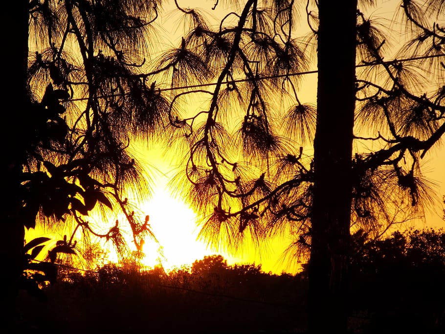 sunset, trees, pine trees, pine branch, wire, dusk, plant, sky HD wallpaper