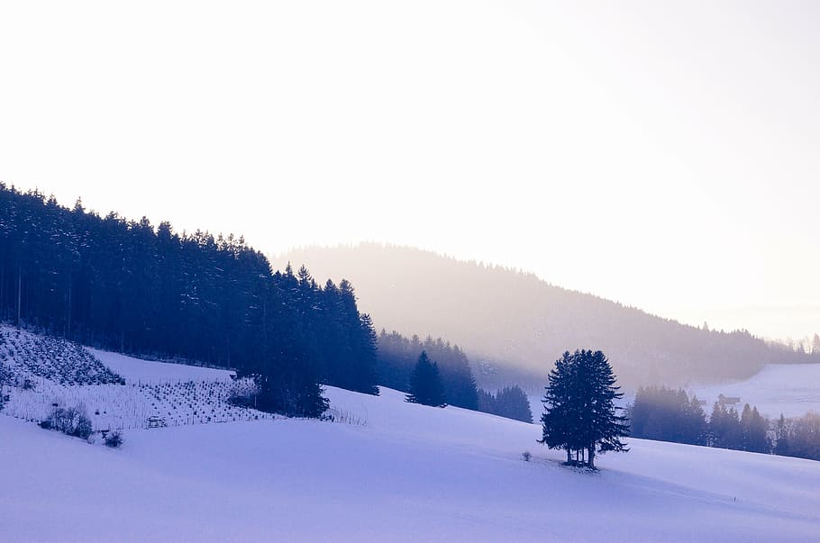 tree on hill side covered with snow at daytime, snowfield, mountains HD wallpaper