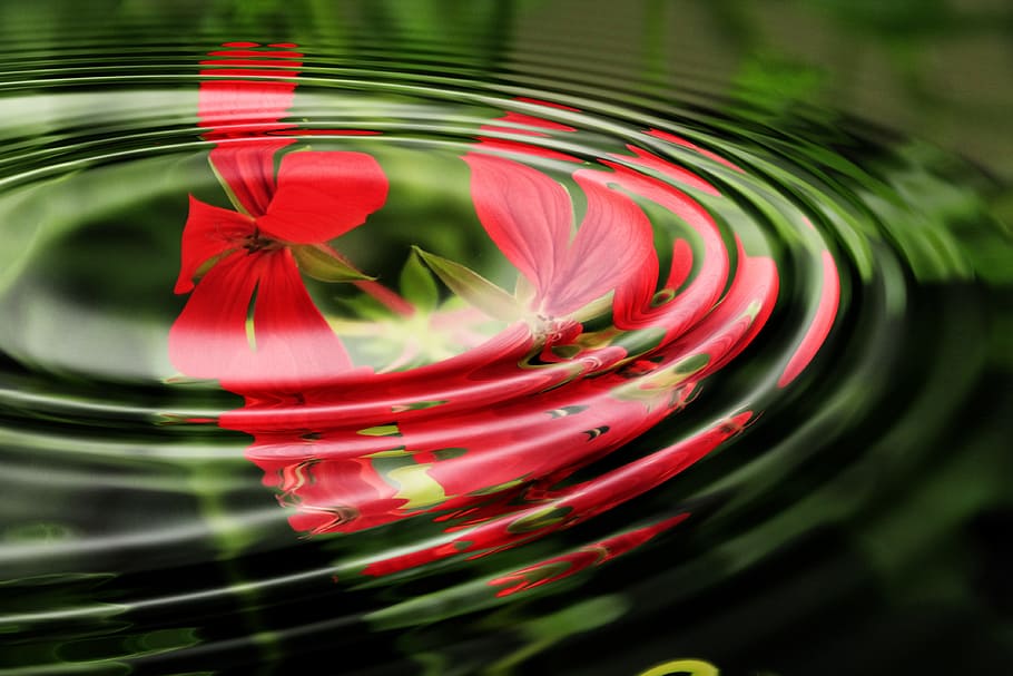 red petaled flower, geranium, wave, water, rings, circle, waves circles HD wallpaper