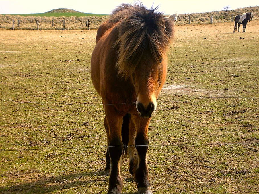 pony, graze, ride, animals, horse, mammal, animal themes, domestic HD wallpaper