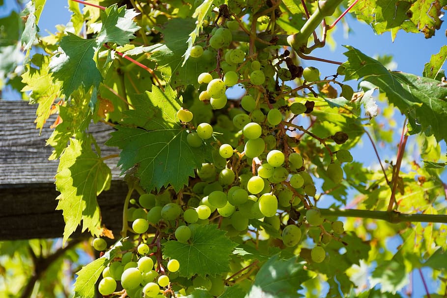 summer, austria, fruit, holiday, food and drink, healthy eating HD wallpaper