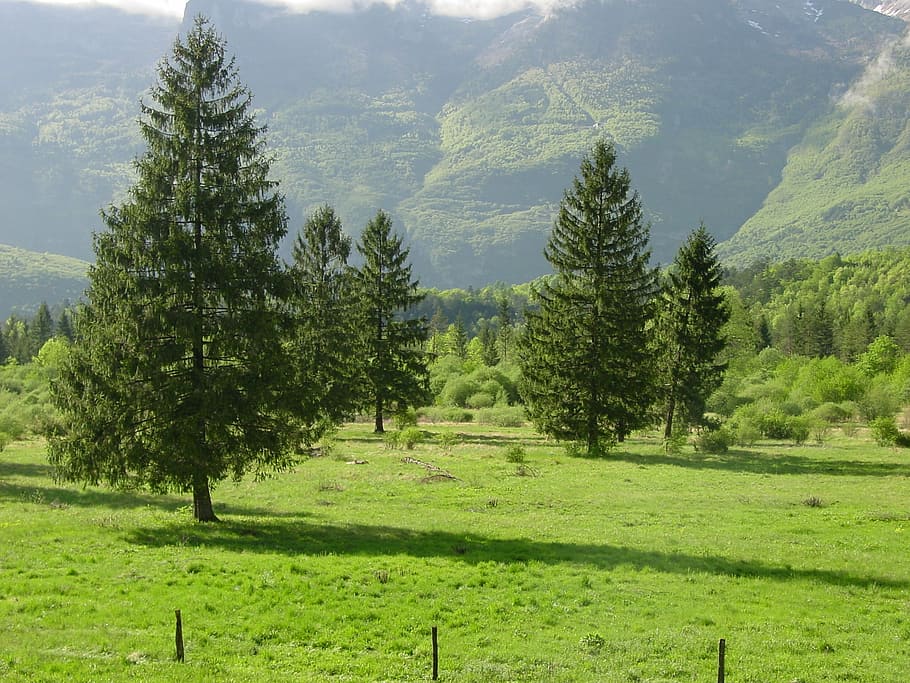 pine, field, nature, mountains, slovenia, rural landscape, plant HD wallpaper