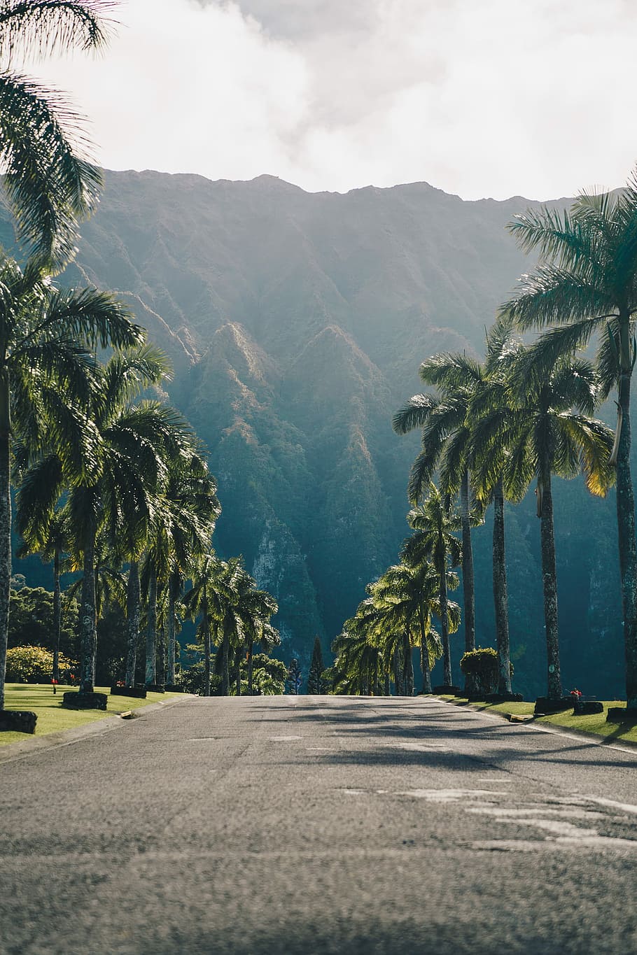 concrete road between palm trees during daytime, palm trees near mountain during daytime HD wallpaper