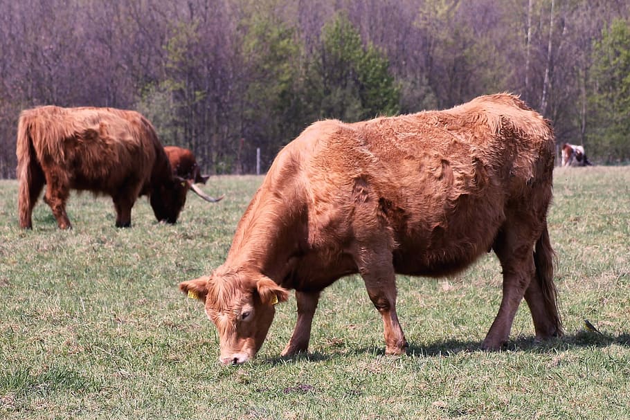 Hd Wallpaper Cattle Cows Pasture Horns Highland Beef Shaggy Graze Wallpaper Flare