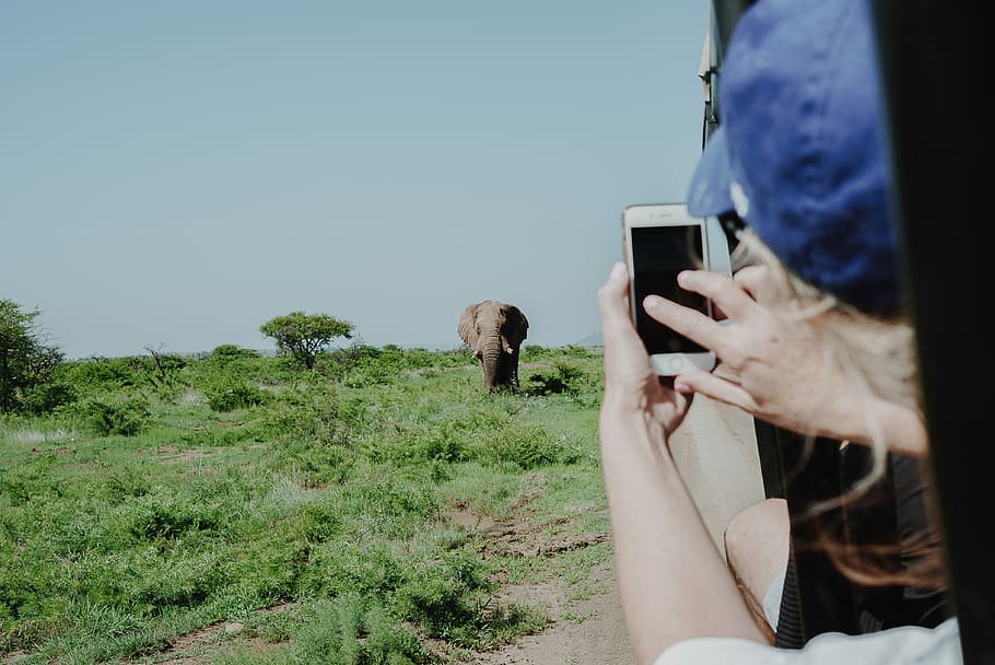 person holding smartphone taking photo of brown elephant, person taking photo of brown elelphant, HD wallpaper