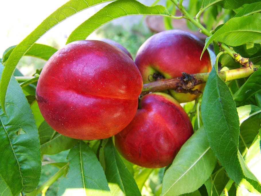 red peach, ripe fruit, summer, food and drink, healthy eating HD wallpaper