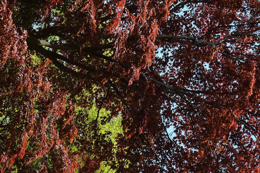 trees, autumn, red, plant, growth, beauty in nature, forest HD wallpaper