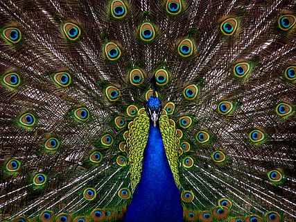 Peacock painting, bird, plumage, display, full, elegant, colorful HD wallpaper