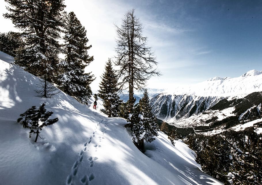 photo of green leaf trees covered with ice at daytime, landscape photo of snowy mountains under green leaf pine trees HD wallpaper
